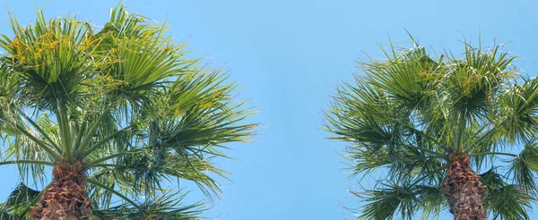 青空を背景に熱帯緑のヤシの木の水平バナー、夏のコンセプト旅行 — ストック写真