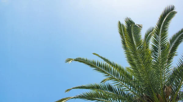 Veduta del cielo azzurro con foglie di cocco sulla spiaggia ai tropici — Foto Stock