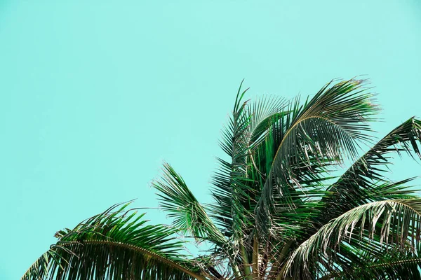 Fondo tropical brillante con hojas verdes de un coco sobre un fondo azul, concepto de verano de moda — Foto de Stock