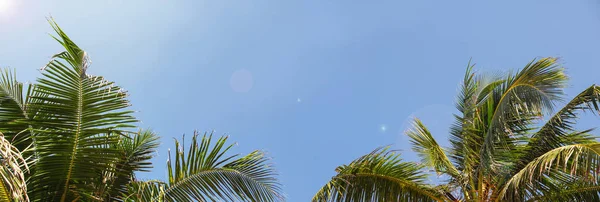 Bandiera orizzontale di palme da cocco sulla costa tropicale contro il cielo blu — Foto Stock