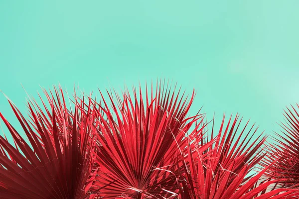 Composición surrealista con hojas de vegetación tropical, abstracción creativa de la vegetación de otro mundo, plantas rojas sobre un fondo azul brillante —  Fotos de Stock