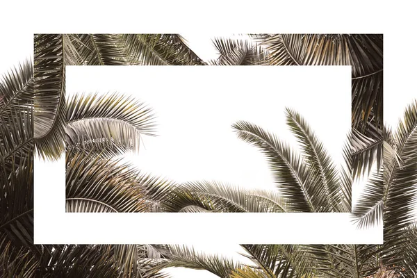 Ramas tropicales de palmeras sobre fondo blanco, en colores vintage con reflejo espejo, composición surrealista — Foto de Stock