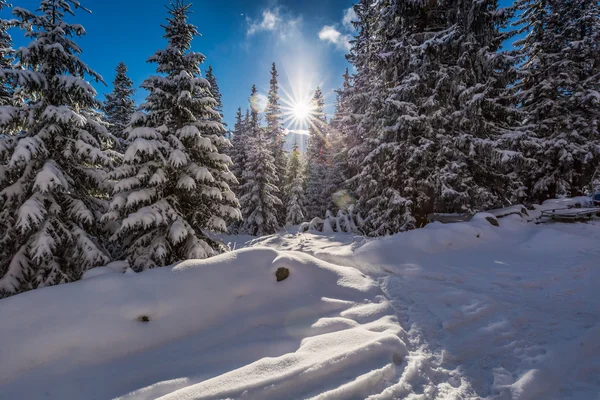 Sendero de montaña de invierno en el bosque al amanecer, Polonia —  Fotos de Stock