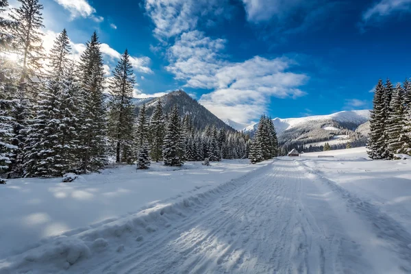 Camino nevado que conduce al valle de Chocholowska en invierno, montañas de Tatra, Polonia — Foto de Stock