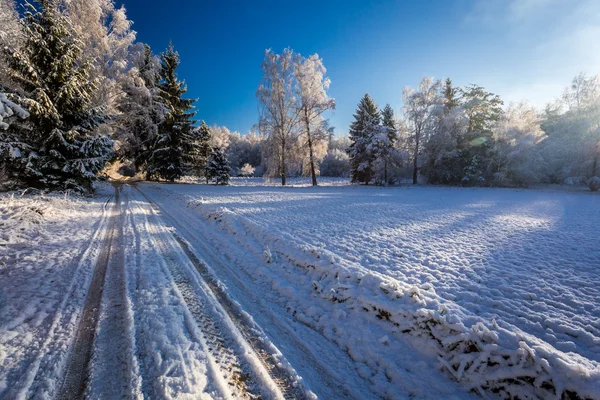 Замерзший лес со снегом на рассвете зимой — стоковое фото