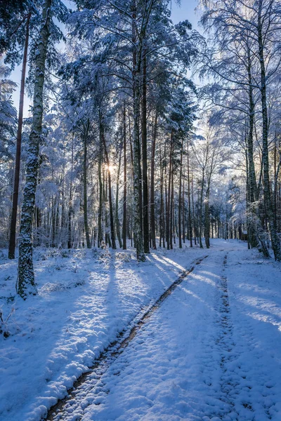 Footpath in frozen forest at dawn in winter — Stock Photo, Image