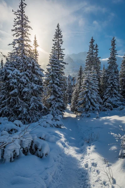 Bosque de invierno en las montañas Tatras, Polonia — Foto de Stock