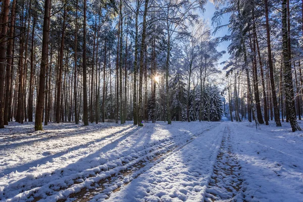 Fagyasztott erdő télen napnyugtakor — Stock Fotó