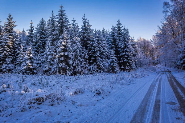 Fagyasztott erdő télen hajnalban havas úton — Stock Fotó