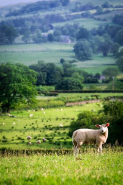 Small sheep on the top of green hill in District Lake, England clipart