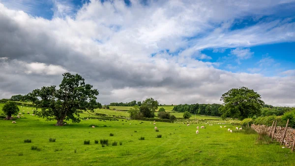 Uitzicht op weilanden vol schapen omheind stenen muur, Engeland — Stockfoto