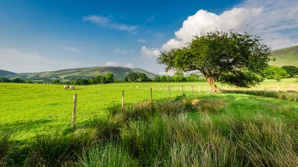 Groene weide met oude hek in Lake District, England — Stockfoto