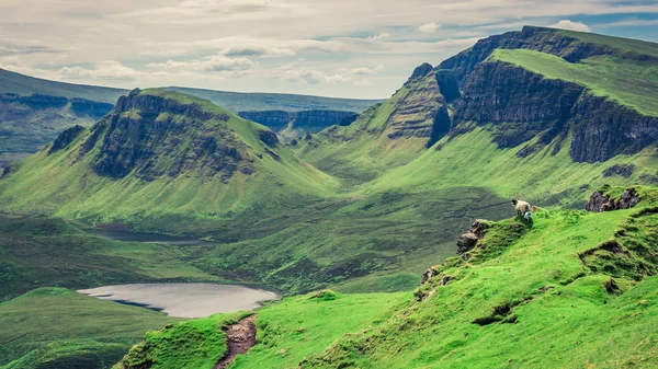 Splendida vista sulle pecore a Quiraing, Isola di Skye, Scozia — Foto Stock
