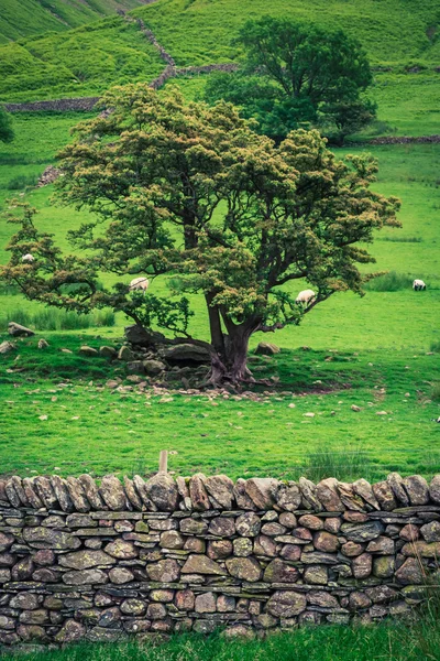 Kudde schapen op de weide met rotsachtige hek grazen in Lake District — Stockfoto