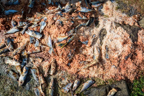 Мертвая рыба и корм на берегу — стоковое фото