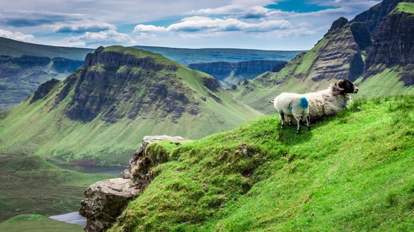 Ovce v Quiraing, Skotsko, Velká Británie — Stock fotografie