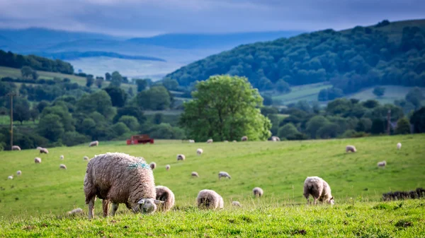 Herd of sheep on green pasture in District Lake, England — Stock Photo, Image