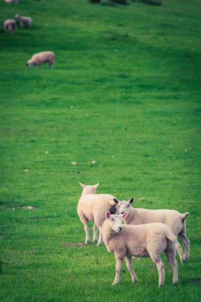 Schapen op de groene weide in Lake District — Stockfoto