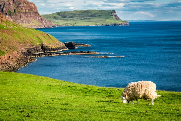 Beautiful view to sheep on the edge of a cliff, Isle of Skye, Scotland — Stock Photo, Image