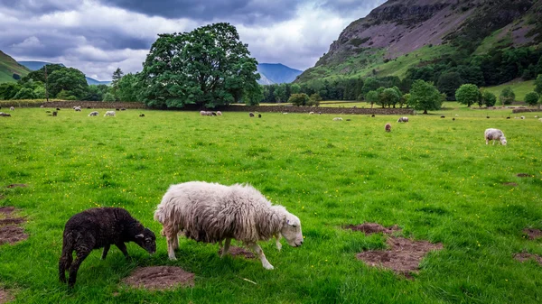 Visa för herd fåren på bete i distriktet sjö — Stockfoto