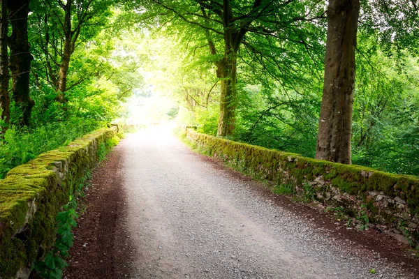 Sentiero nella foresta e raggio di sole — Foto Stock