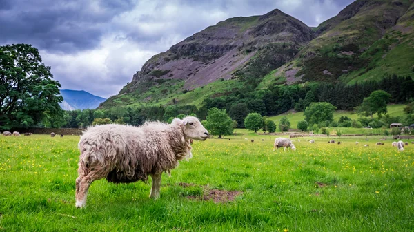绿色的群山和羊放牧区湖，英格兰的 — 图库照片