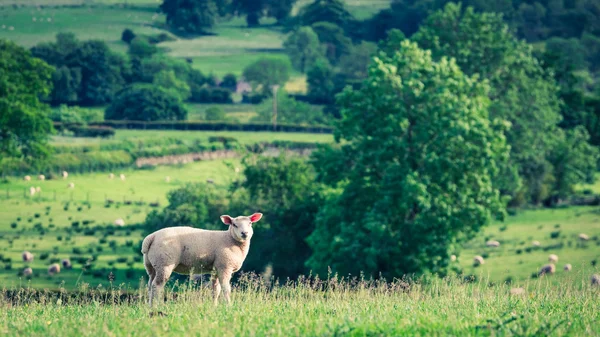 Pequenas ovelhas pastando em pastagens em District Lake, Inglaterra — Fotografia de Stock