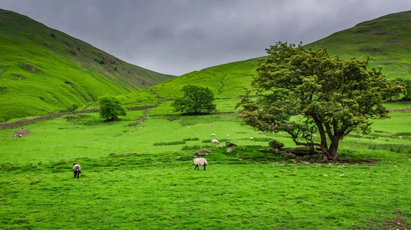 Grazing sheeps on green pasture in District Lake — Stock Photo, Image