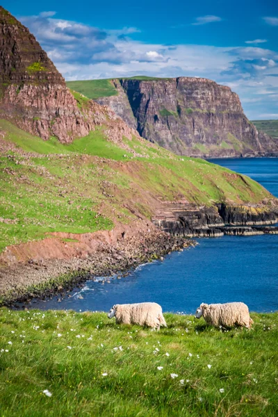 Stunning view to sheep on the edge of a cliff, Isle of Skye, Scotland — Stock Photo, Image