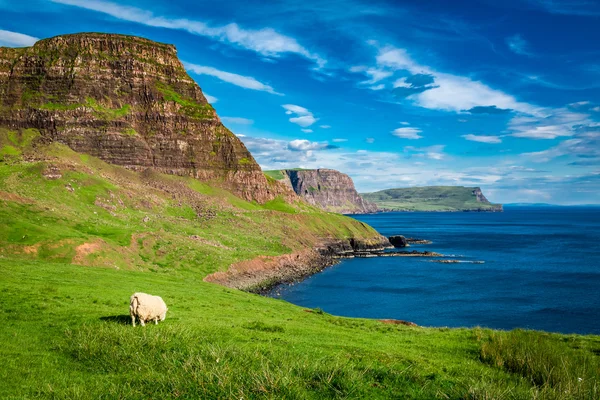Schapen op de rand van een klif, Isle of Skye, Schotland — Stockfoto