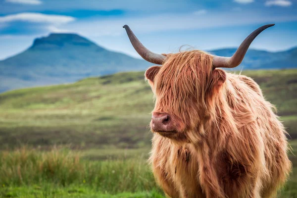 Harige highland cow in Isle of Skye, Schotland — Stockfoto