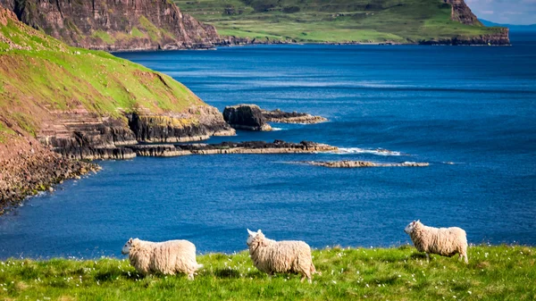 Lenyűgöző kilátás a birkák a parton, Scotland, Egyesült Királyság — Stock Fotó