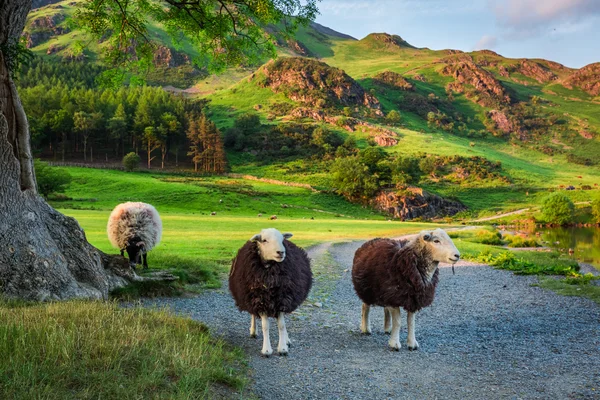 Ovelhas curiosas em pastagem ao pôr do sol no Lake District, Inglaterra — Fotografia de Stock