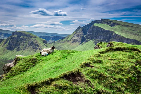 Pohled do ovce v Quiraing, Skotsko, Velká Británie — Stock fotografie