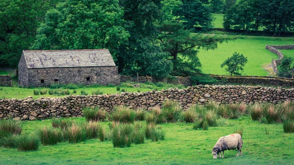 Vanha kivinen koti ja lampaat vihreällä laitumella District Lake — kuvapankkivalokuva