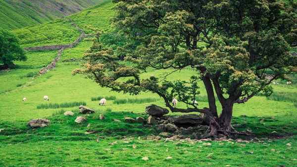 Переглянути овець на пасовищі з велике дерево у районі озера — стокове фото