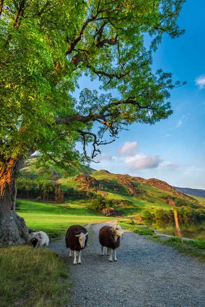 Schafe auf Fußweg bei Sonnenuntergang im Seengebiet, England — Stockfoto