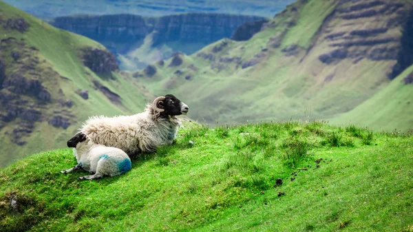Vista a ovejas en Quiraing, Isla de Skye, Escocia —  Fotos de Stock