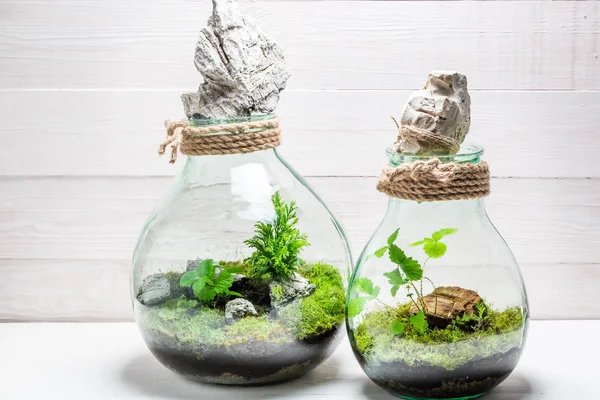 地球のアイデアを保存瓶に小さな雨の森 — ストック写真