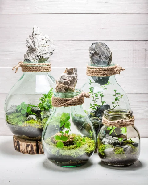 新しい生活概念として瓶に美しい観葉植物 — ストック写真