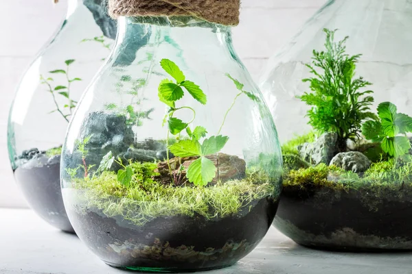 Belles plantes vivantes dans un pot, sauver l'idée de la terre — Photo