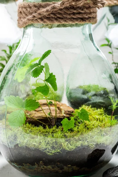 Mooie pot met levende bos, sparen de aarde idee — Stockfoto