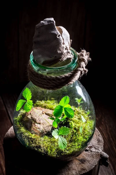 Pequenas plantas vivas em um jarro, salve a ideia de terra — Fotografia de Stock