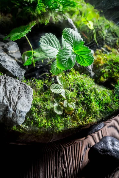 Pot incroyable avec morceau de forêt avec auto écosystème — Photo