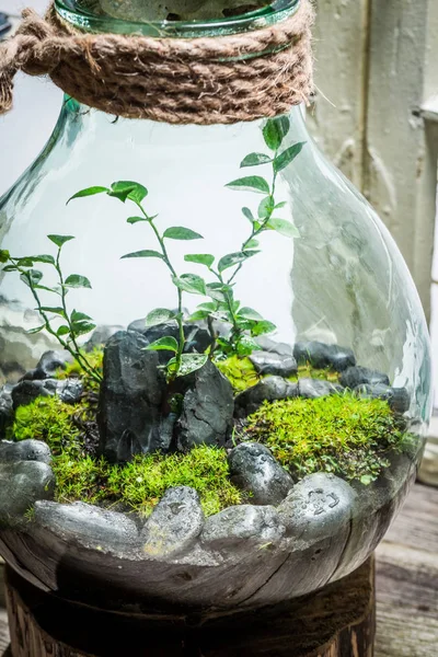 Prachtige pot met stuk bos, sla het concept van de aarde — Stockfoto