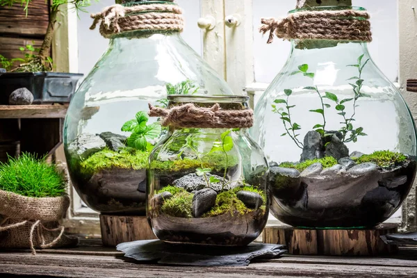 Impresionante tarro con pedazo de bosque como nuevo concepto de vida —  Fotos de Stock