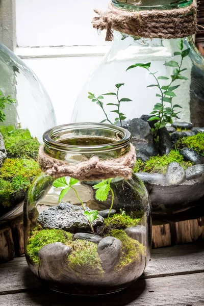 地球概念保存瓶に魅力的な熱帯雨林 — ストック写真