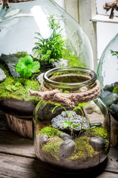 Magnifiques plantes vivantes dans un pot, sauver le concept de la terre — Photo
