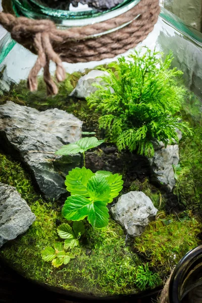 Amazing jar with live forest with self ecosystem — Stock Photo, Image