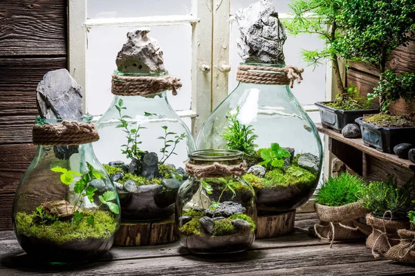 Impresionante selva tropical en un frasco como nuevo concepto de vida —  Fotos de Stock